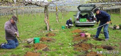 新西兰进口奇异果猕猴桃,猕猴桃新西兰进口