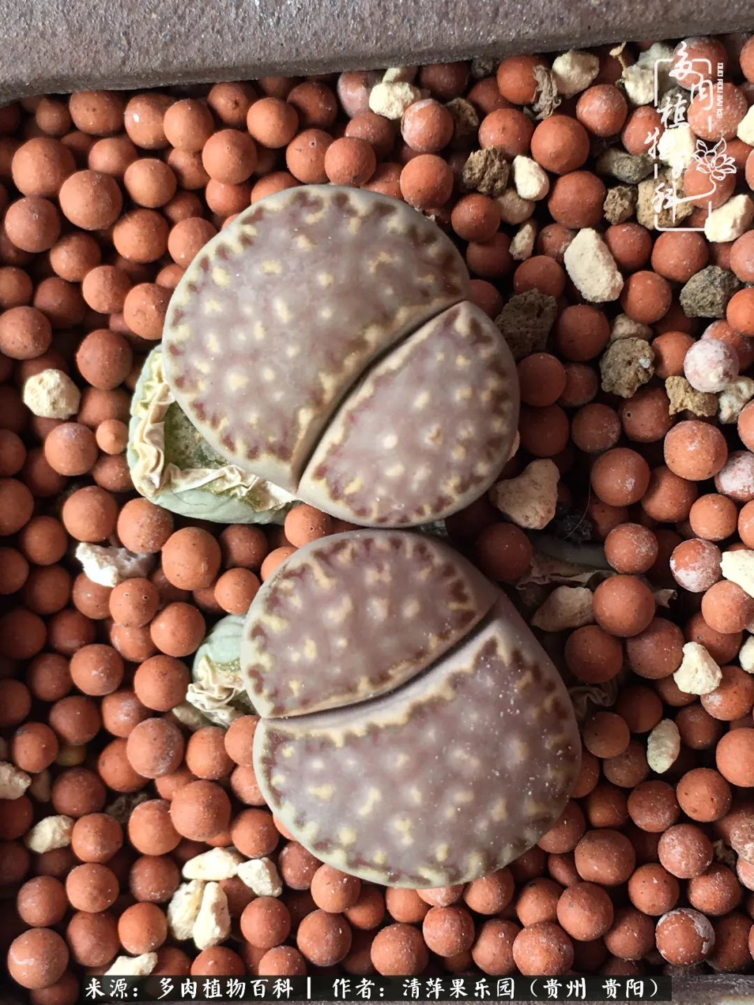 生石花庭院,晶莹剔透的生石花