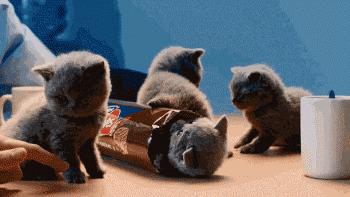 猫是固体还是液体有科学依据吗,科学家证实猫是液体