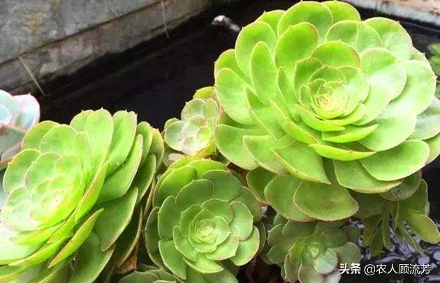 多肉植物的修剪养护方法,多肉植物仙人掌是否需要修剪