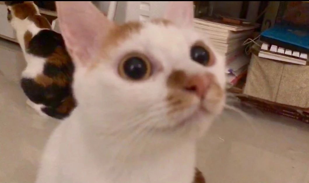 猫粮有必要喂进口的吗,猫吃进口猫粮好还是国产的好