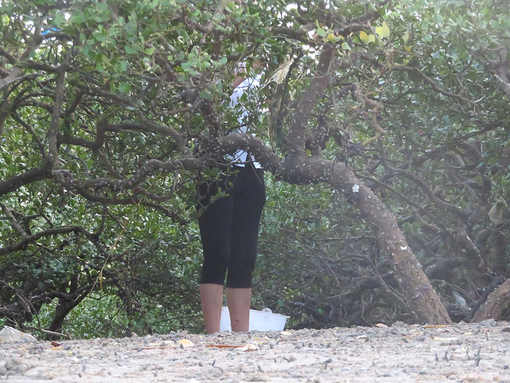 痛心！北海红树林不设防，任你踩任你挖