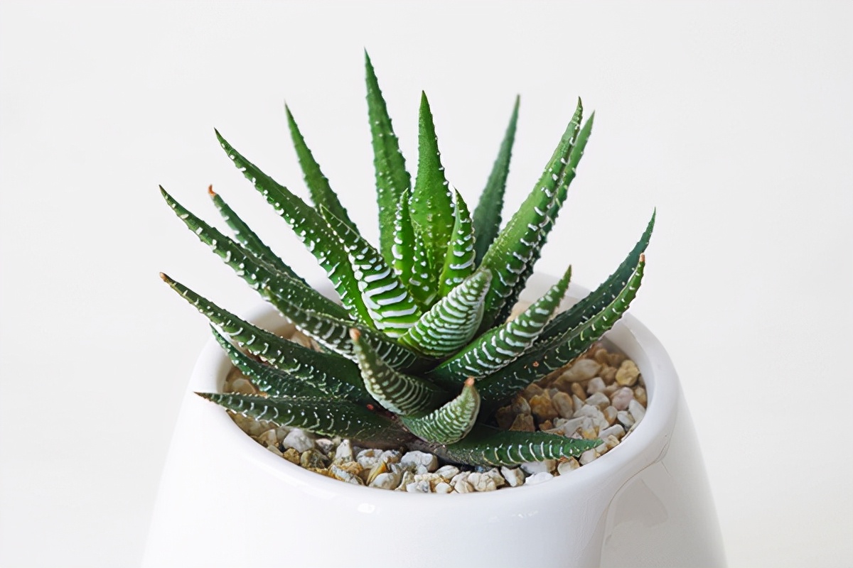 多肉条纹十二卷的养护方法,条纹十二卷多肉如何快速爆盆