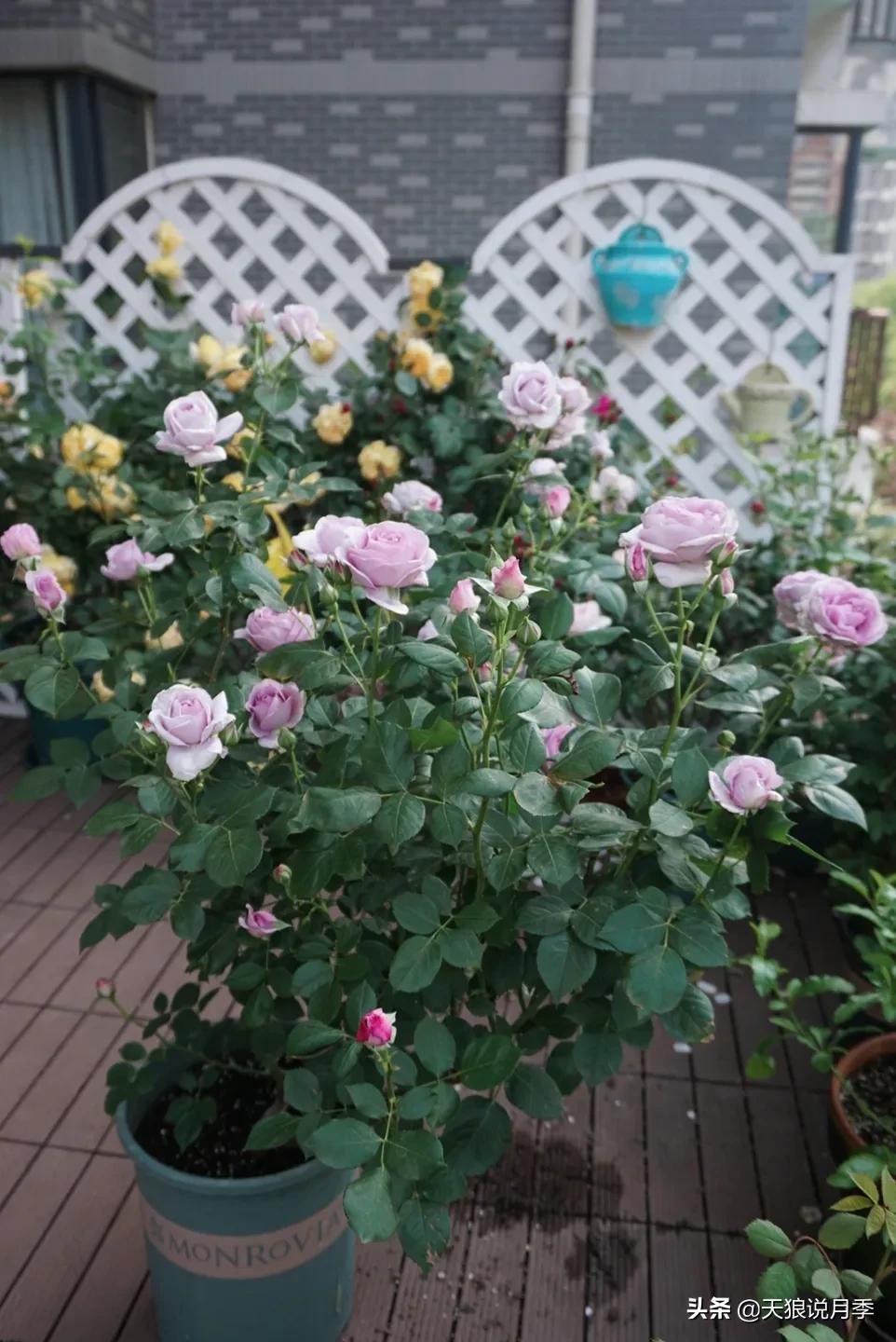 花友家的春花都开爆爆爆了，快来云赏花！（上）