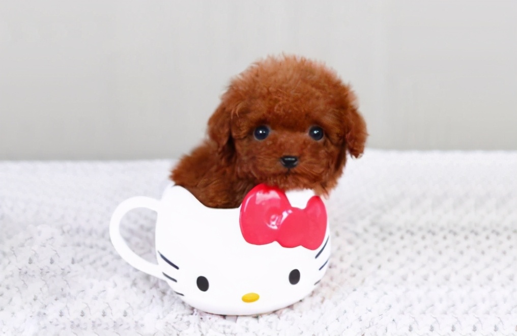 十大便宜好养的小型犬,十大便宜好养的小型犬不咬人