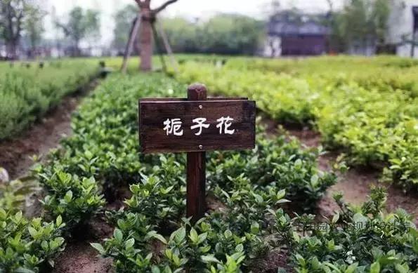 无锡东方田园综合体,无锡田园东方项目