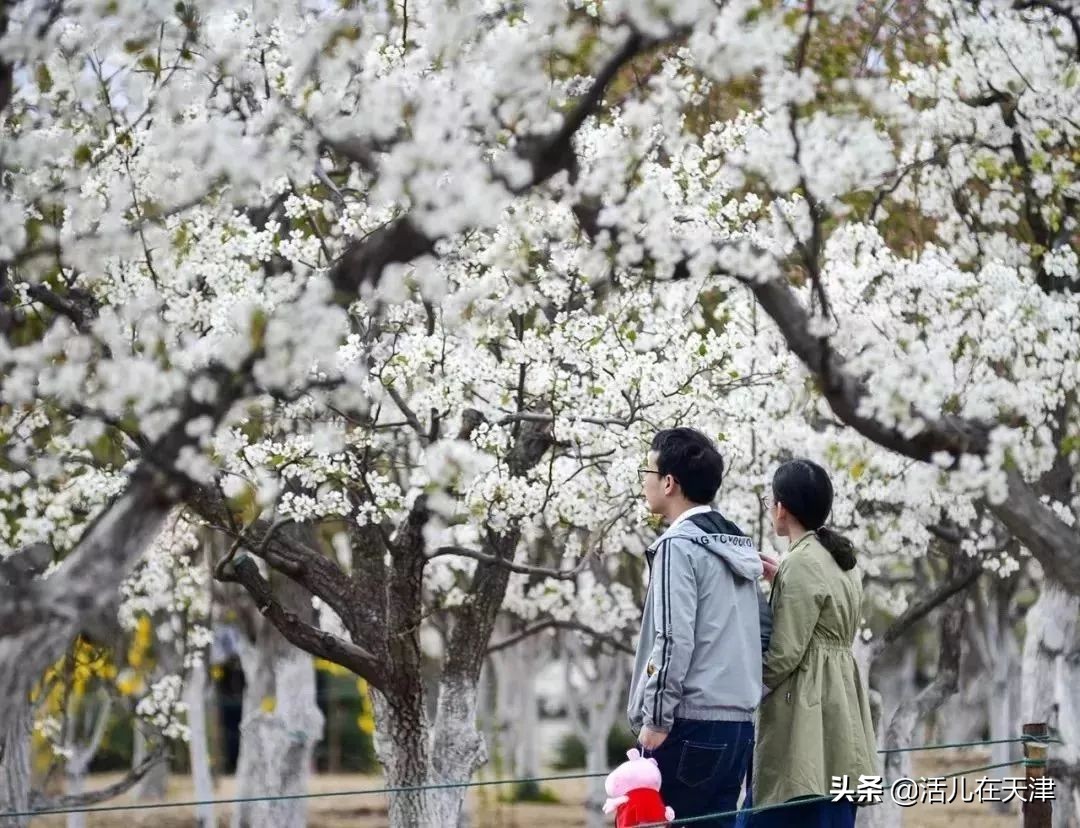 大“疫”灭清，天津2020赏花地图上线！