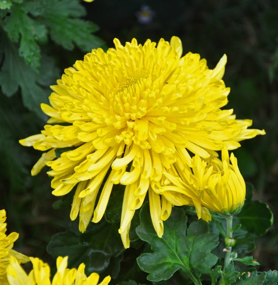 菊花生虫怎么治疗最好,菊花生虫后的样子是怎样的