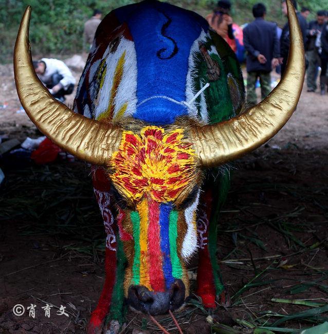 水牛身上画画,水牛身上画了牛郎织女画面
