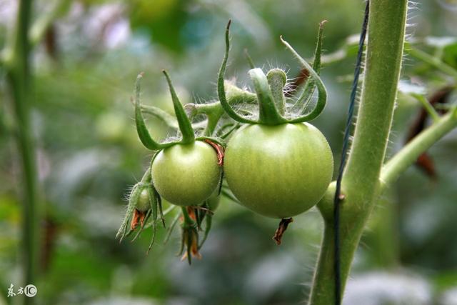 西红柿移栽后秧苗不长叶片萎蔫,西红柿移栽后叶子不伸展