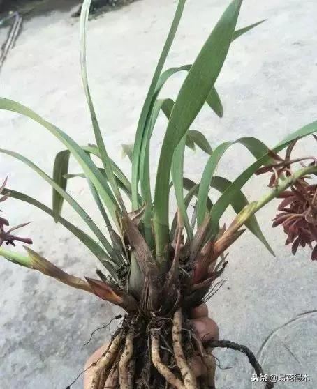 蜜蜂兰和兰花有什么不一样,极品兰花蜜蜂兰