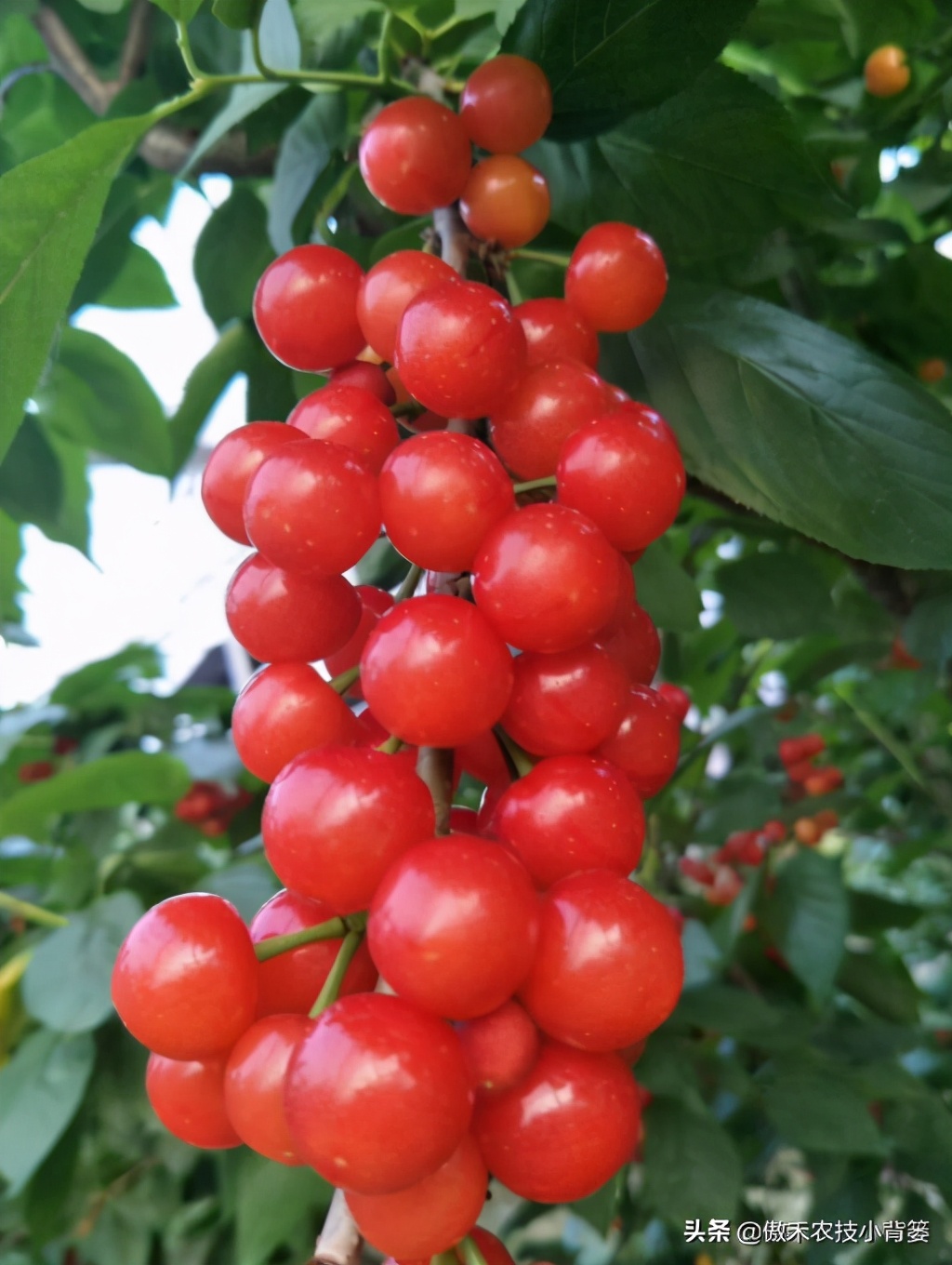 温室大棚大樱桃的高产栽培技术,一根棍大樱桃密植高产树形管理