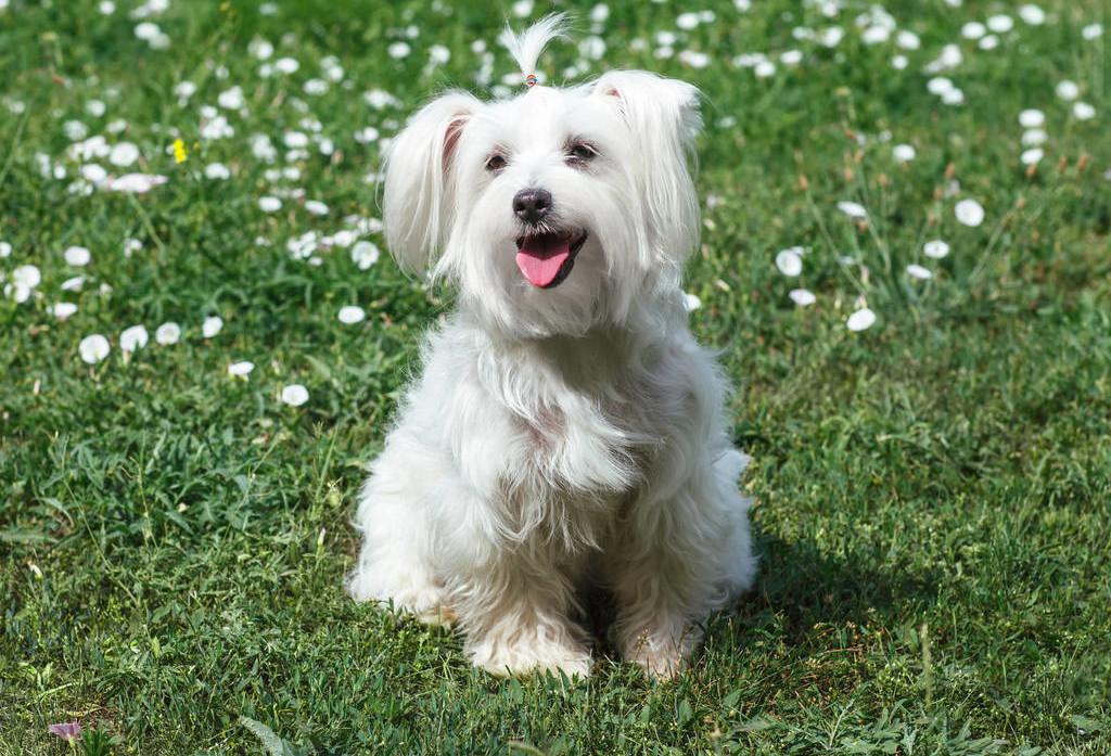 名贵赛级比熊，让弟弟养了15天后，这一团黑是什么东西？