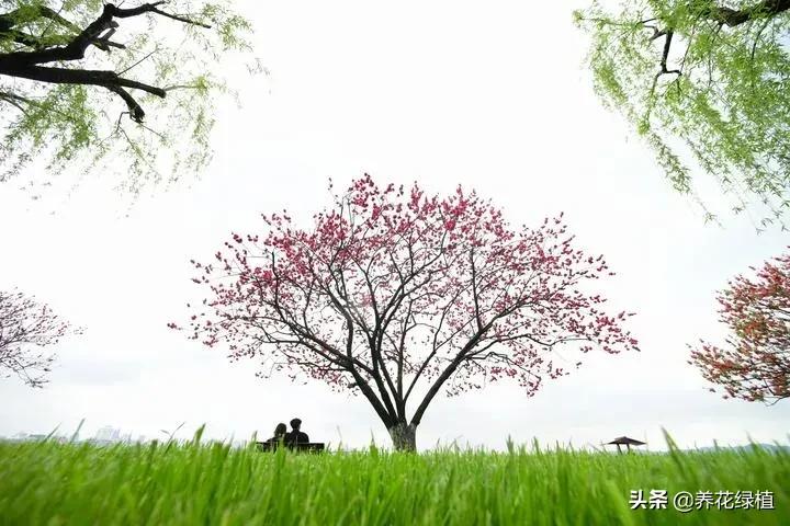 今天清明是晴天好还是下雨好,清明节前一天下雨有什么说法