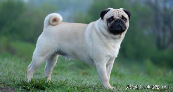 什么犬哈巴狗最好养,养一只哈巴犬的注意事项