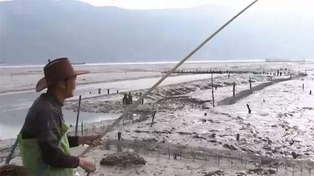 如何捕鱼跳跳鱼,野生跳跳鱼养殖