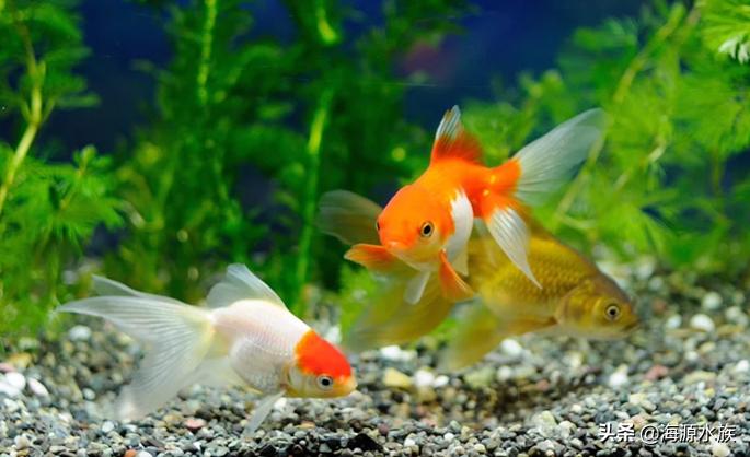 古代养金鱼的容器有什么讲究,家庭养金鱼都需要什么讲究