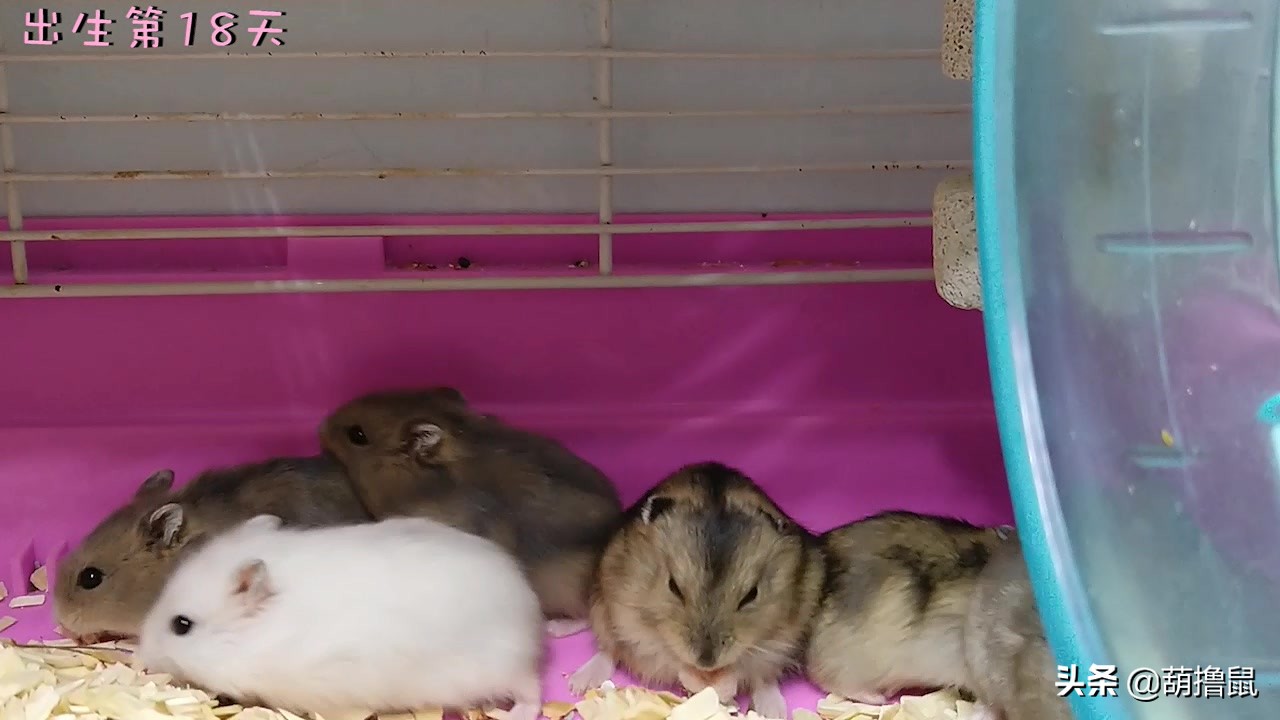 仓鼠繁育注意事项,仓鼠怀孕后的注意事项