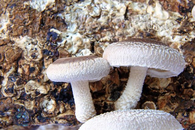 反季节林下香菇栽培技术,香菇种植出菇后怎样管理视频