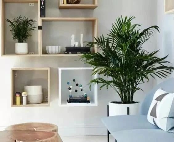 散尾葵室内发黄,室内花盆长的散尾葵黄叶怎么办