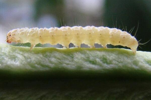 茶花病虫害有哪些,茶花常见病虫害防治视频