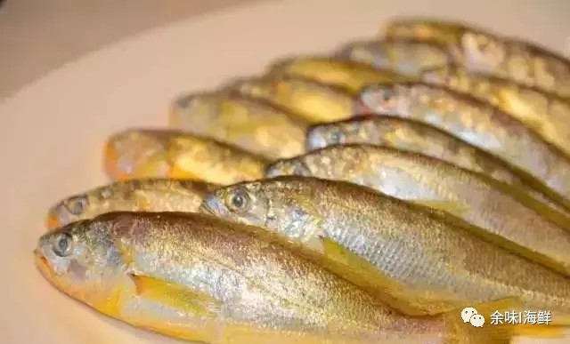 天价野生大黄鱼,温州天价野生大黄鱼