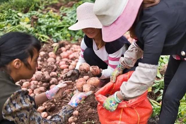 界河黑土豆紫土豆,界河紫土豆