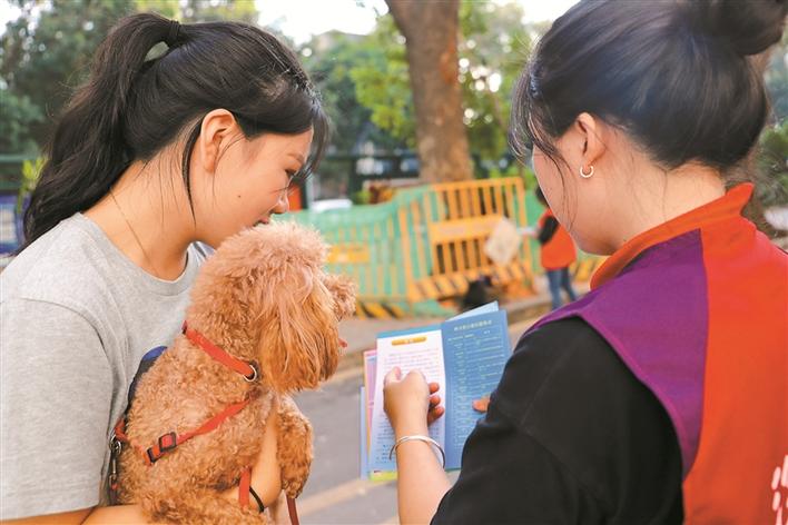广东流浪狗救助基地领养流浪犬,深圳流浪狗领养中心