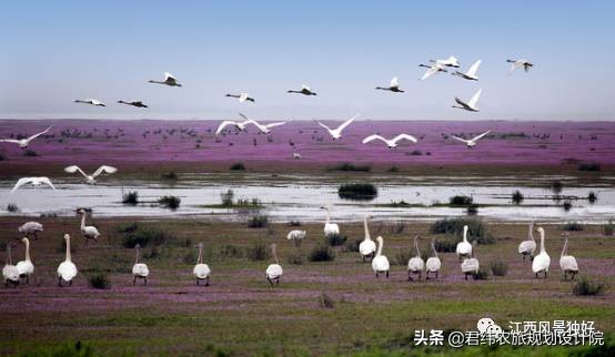 鄱阳湖候鸟保护区站长是谁,鄱阳湖候鸟江西都昌县