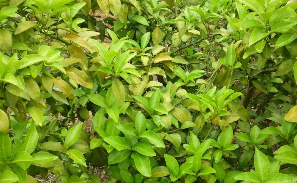 树木黄化是怎么回事,树木枯萎病的防治方法