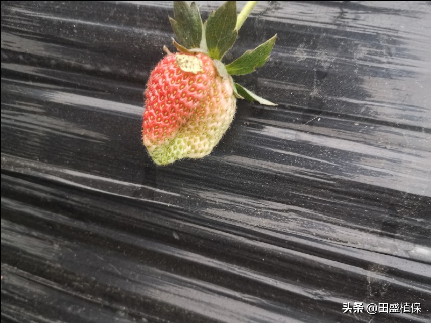 草莓出现红杆怎么处理,草莓根部长白霉了是什么原因
