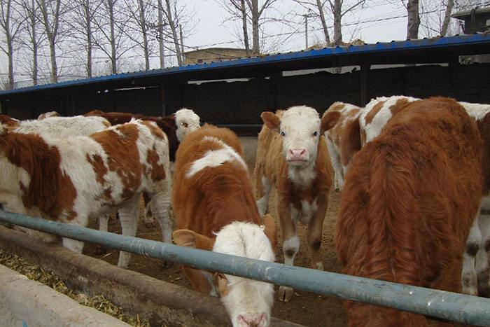 小牛肺炎有什么特效药,小牛肺炎的治疗方法