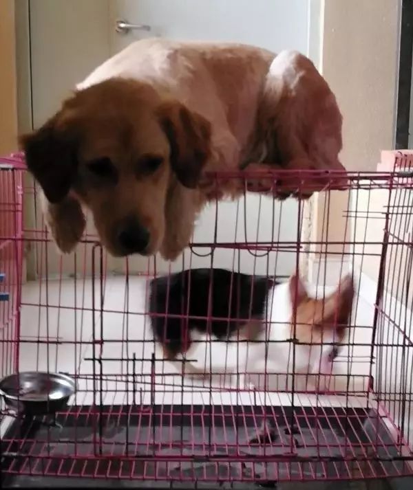 自家的狗成精了是怎样一种体验？