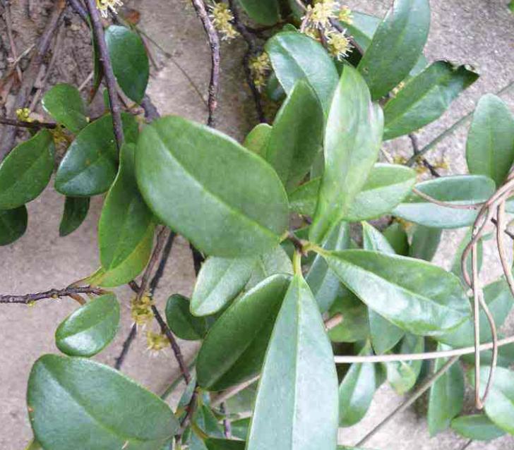 山上一种藤结的果橙红色很酸,山坡上的野果刺梨