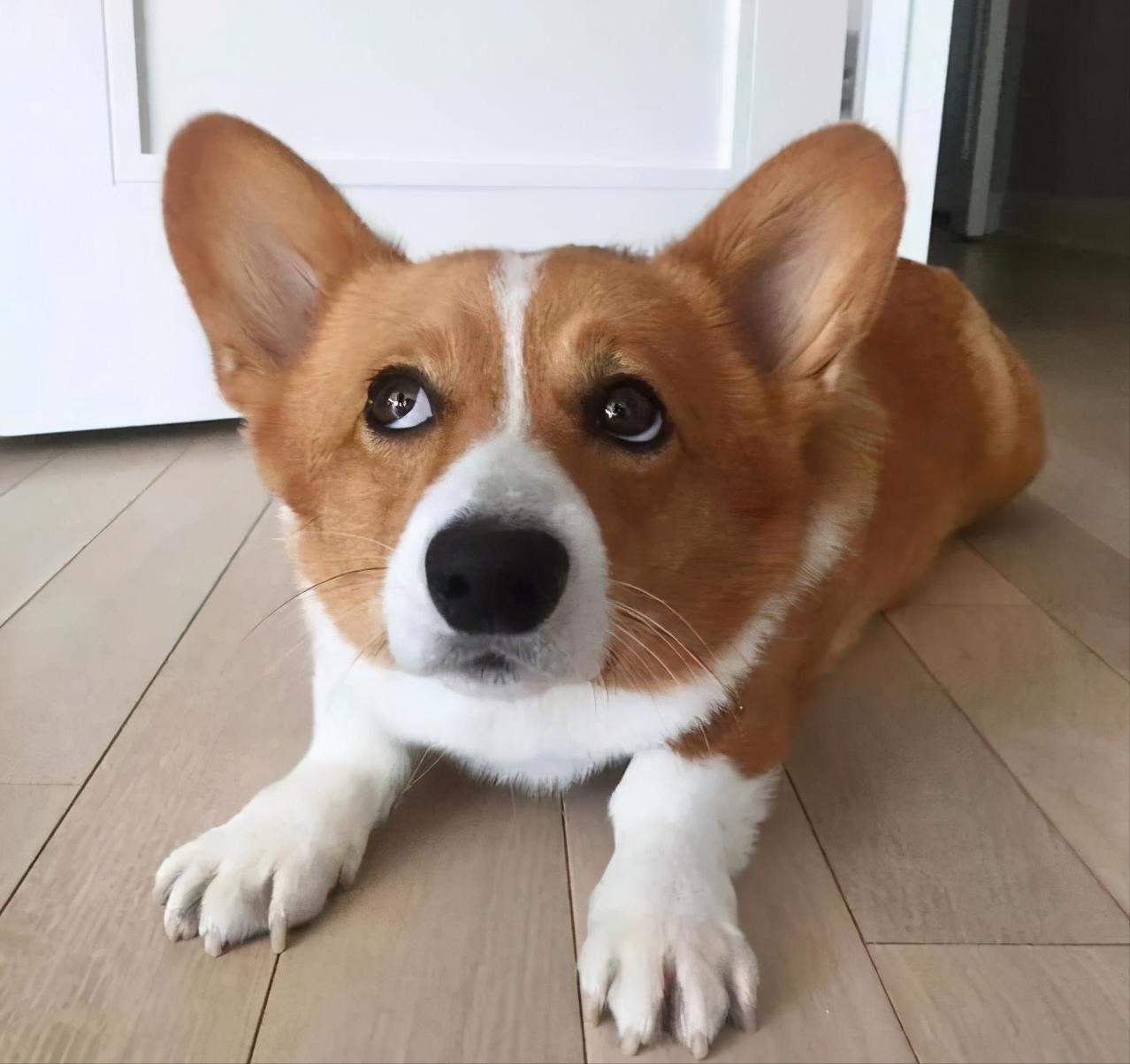 宠物狗哪种比较便宜最好养,宠物狗最便宜最好养