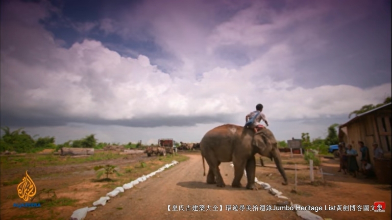 第1844回:皆伐破坏栖息生态,间伐劳工大象伐木