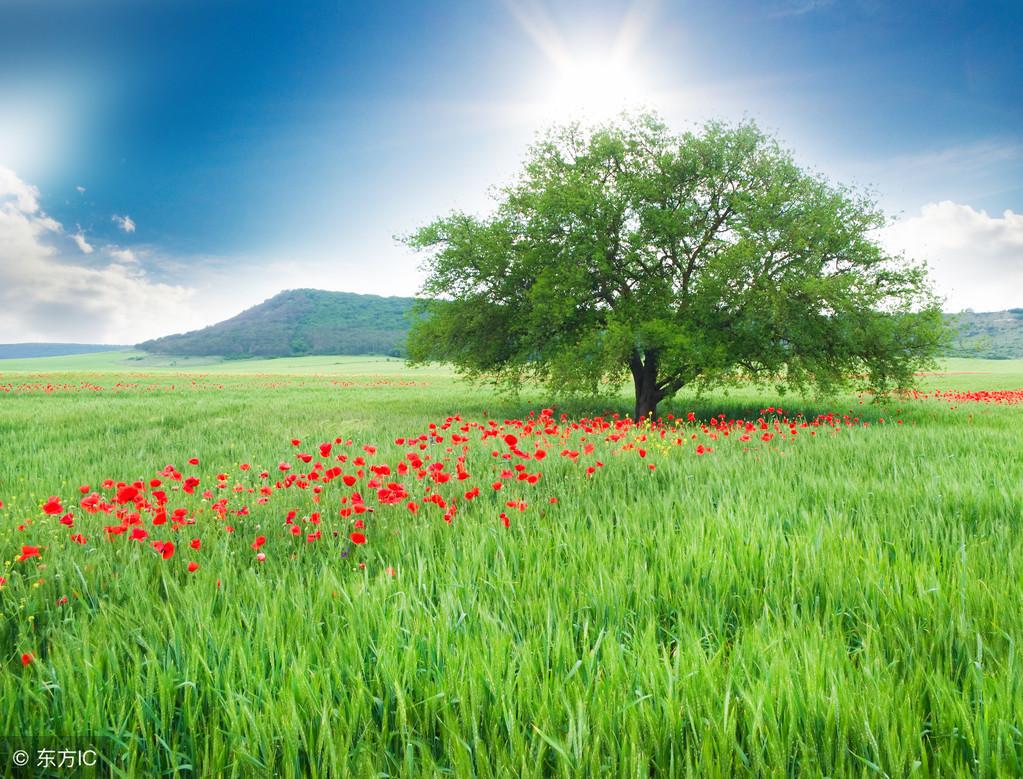 如何利用路边野花拍出复古大片,路边花拍摄技巧