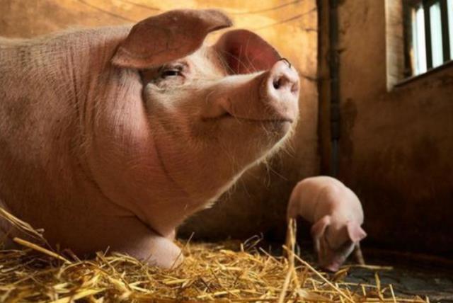 母猪产仔少用什么方法,母猪产仔少是输精早了还是晚了