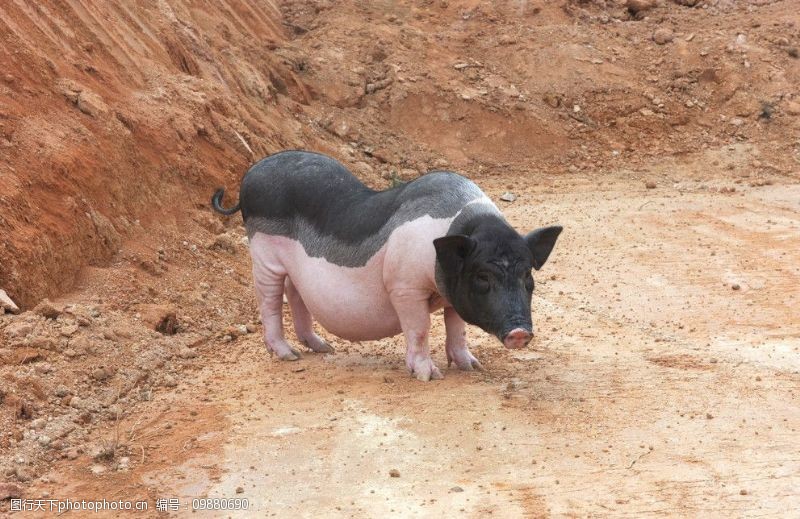由三个品种培育出的土猪有哪些,国内的土猪品种有哪些