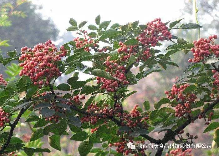 韩城大红袍花椒面,韩城大红袍花椒直播