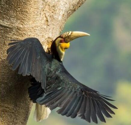 头骨最值钱鸟,头骨很珍贵的鸟