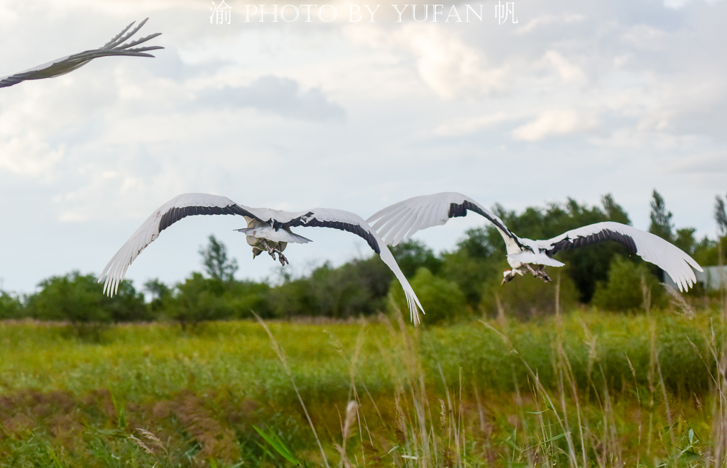 吉林丹顶鹤之乡,马云长白山