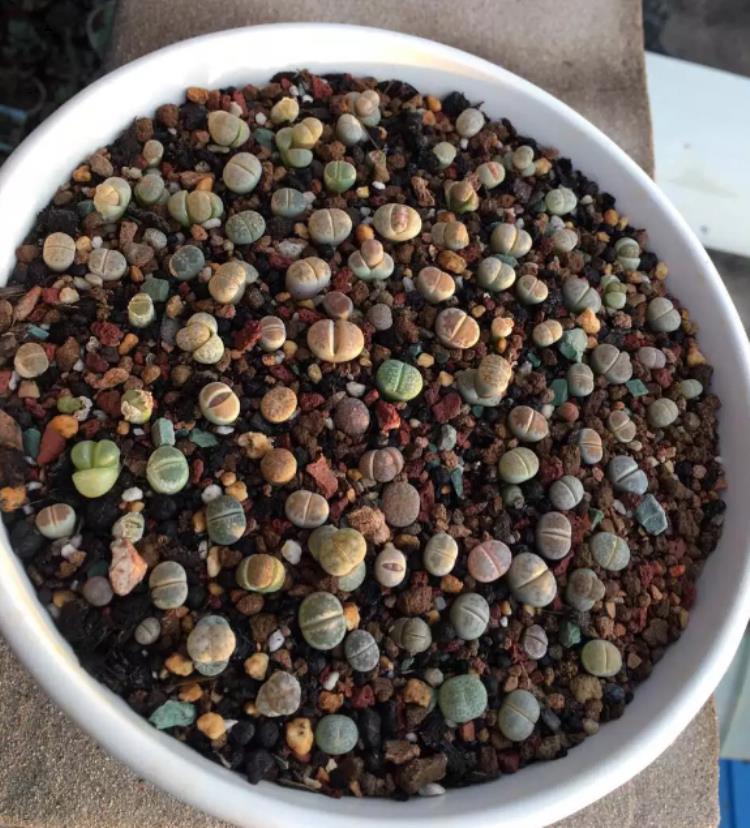 怎么促进生石花开花,生石花怎么生根快