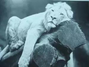 是时候教育下PPT里的“4连排”了