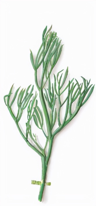 基础混油皮护肤,海茴香面霜适合油皮吗