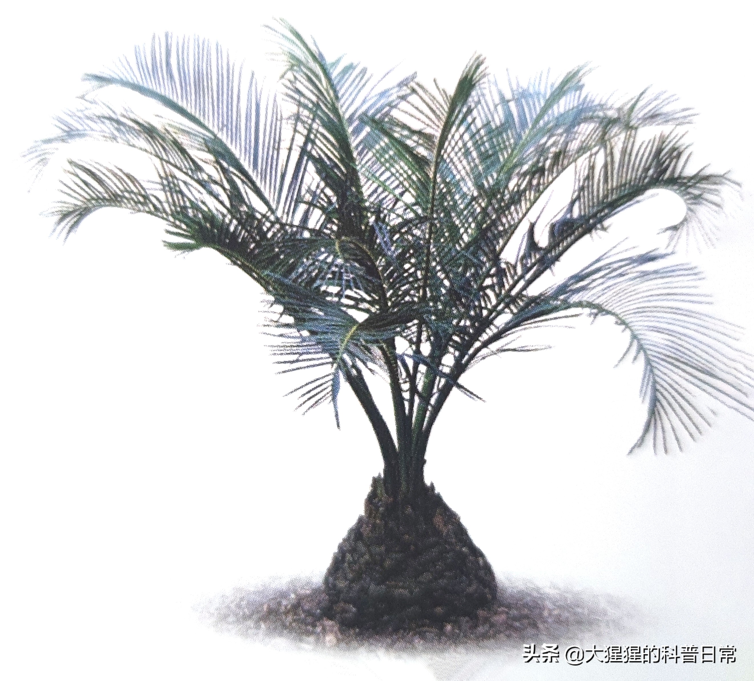 银杏的植物类群,银杏苏铁雪松水杉是裸子植物吗