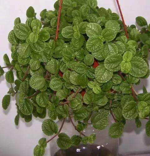 净化空气甲醛最怕的十种花,什么花草吸收甲醛最好还好养