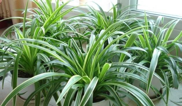 吊兰怎么可以长得矮壮,吊兰长得披头散发怎么处理