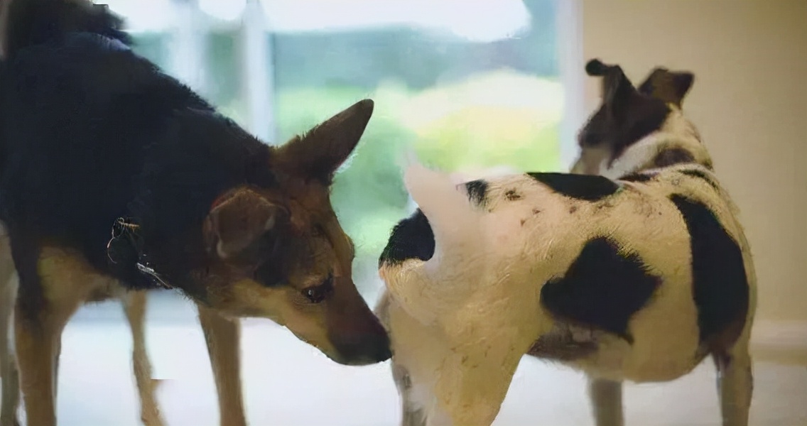 为什么狗狗见面都要相互闻鼻子,狗狗一见面就咬手