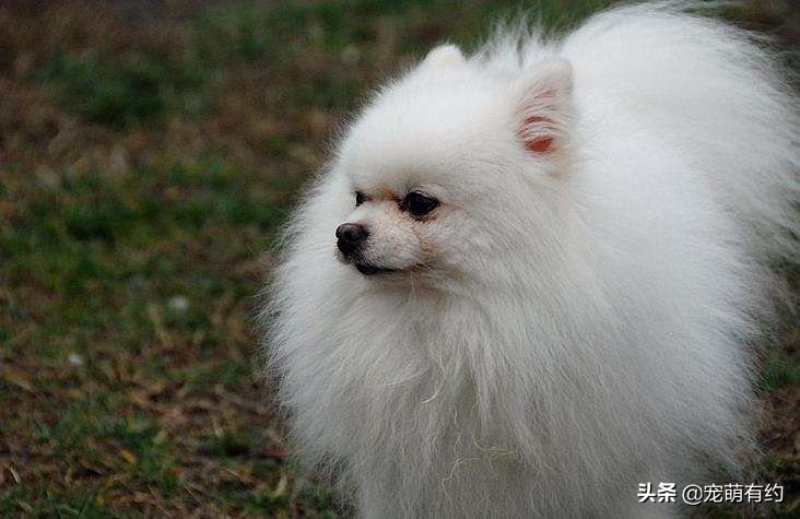 田园犬和博美柯基,柯基幼犬和博美幼犬怎么选